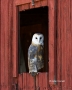 Owl;Tyto-alba;Barn-Owl;Birds-of-Prey;Curved-Beak;Hunter;Hunters;Predator;Predato